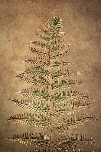USA-Washington State-Seabeck Close-up of bracken fern pattern Art Print